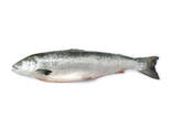 Wholesale High Quality IQF All Size Frozen Chum Salmon Fillet - фото 2