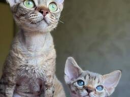 3 adorables chatons disponibles