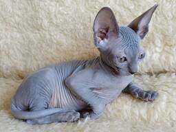 3 adorables chatons Sphynx disponibles à la réservation