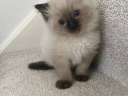 3 chatons Ragdoll inscrits au TICA à vendre