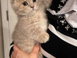 4 chatons Scottish Fold