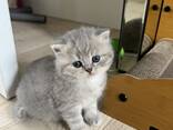 4 chatons Scottish Fold - фото 2