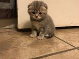 4 chatons Scottish Fold - фото 3