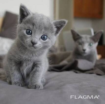 Adorables chatons Bleu Russe
