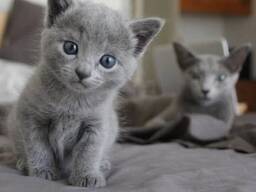 Adorables chatons Bleu Russe