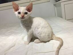 Adorables chatons Cornish Rex Prêts