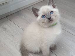 Adorables chatons siamois