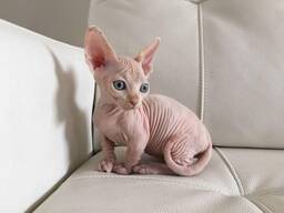 Adorables chatons Sphynx