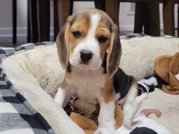 Продаются очаровательные щенки бигля