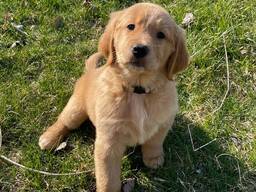 Adorables chiots Golden Retriever