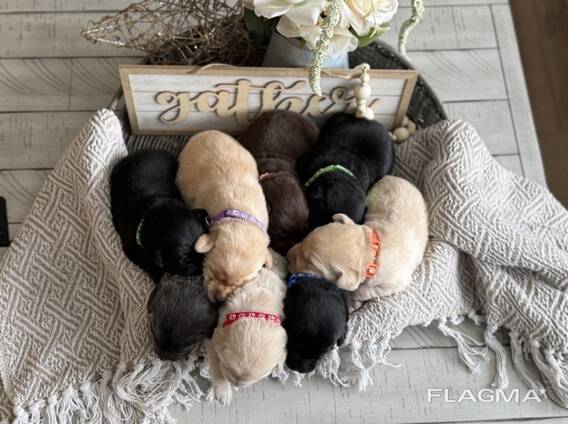Adorables chiots Labrador Retriever cherchent à être réservés