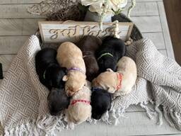 Adorables chiots Labrador Retriever cherchent à être réservés