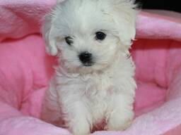 Adorables chiots maltais