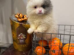 Adorables chiots Poméraniens ! Ils sont incroyablement doux, joueurs et pleins de personna