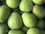 Best pears from Poland wholesale - фото 3