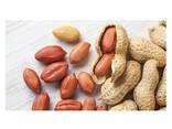 Best Quality Groundnuts Kernels High Protein Raw Peanuts For Sale - фото 1