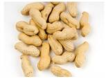 Best Quality Groundnuts Kernels High Protein Raw Peanuts For Sale - фото 3