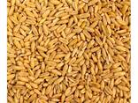 Quality Organic Dried Oats Flakes - photo 2