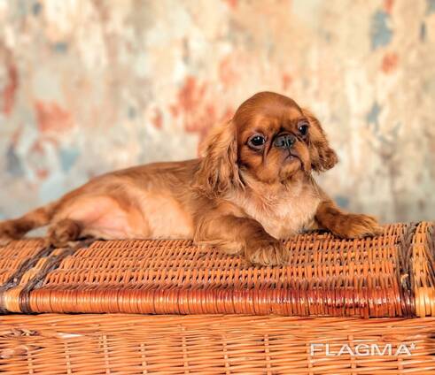 Charles spaniel girls for sale.