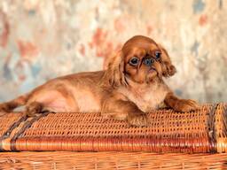 Book Charles Spaniel Mädchen zu verkaufen.