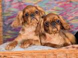 Charles spaniel girls for sale. - photo 3