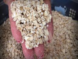 Quality Organic Dried Oats Flakes