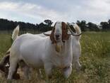 Breeding Stock Boer Goat - photo 3