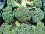 Broccoli from Poland - photo 1