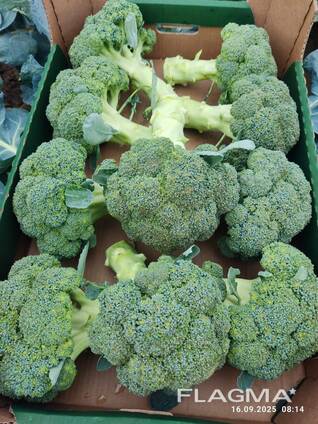 Broccoli from Poland