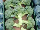 Broccoli from Poland - photo 2