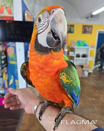 Catalina Macaw for sale