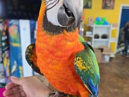 Catalina Macaw for sale
