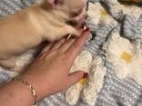 Ces adorables mini chihuahuas sont aussi mignons que petits. Poids adulte estimé : 1,6 à - photo 1