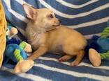 Ces adorables mini chihuahuas sont aussi mignons que petits. Poids adulte estimé : 1,6 à - photo 10