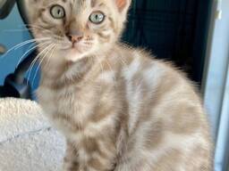 Chatons Bengal