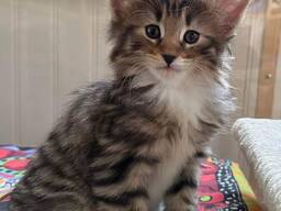 Chatons croisés Maine Coon cherchent une famille