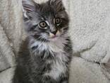 Chatons croisés Maine Coon cherchent une famille - фото 1