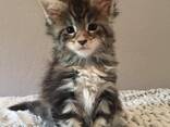 Chatons croisés Maine Coon cherchent une famille - фото 2