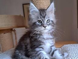 Chatons Maine Coon