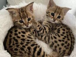 Chatons Savannah Prêts à rejoindre leur famille