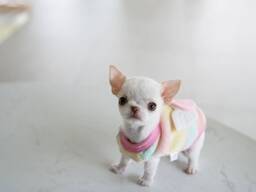 Chiots Chihuahua Micro d'Élite