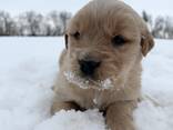 Chiots Golden Retriever élevés à la ferme - photo 1