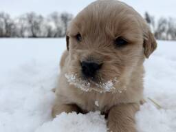 Chiots Golden Retriever élevés à la ferme