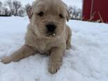 Chiots Golden Retriever élevés à la ferme - photo 1