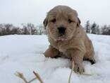 Chiots Golden Retriever élevés à la ferme - photo 8
