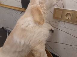 Chiots Golden Retriever à vendre, issus d'une excellente lignée.