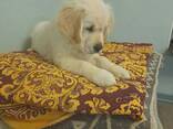 Chiots Golden Retriever à vendre, issus d'une excellente lignée. - photo 3