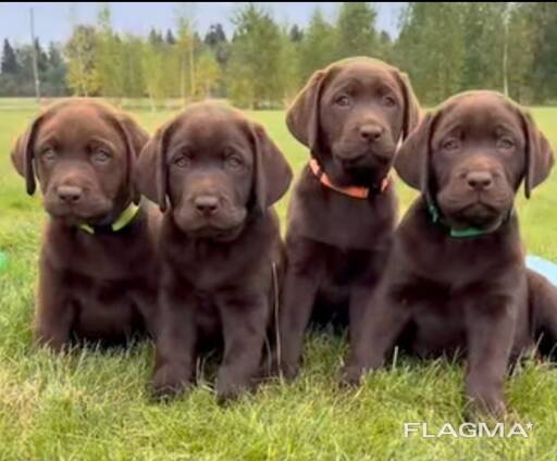 Chiots Labrador Retriever chocolat prêts à rejoindre leur famille pour la vie