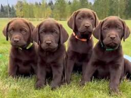 Chiots Labrador Retriever chocolat prêts à rejoindre leur famille pour la vie
