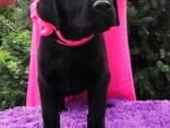 Chiots Labrador Retriever de grande race, chenil - фото 10